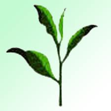 How Tea Is Brewing Its Way Into Main Dishes